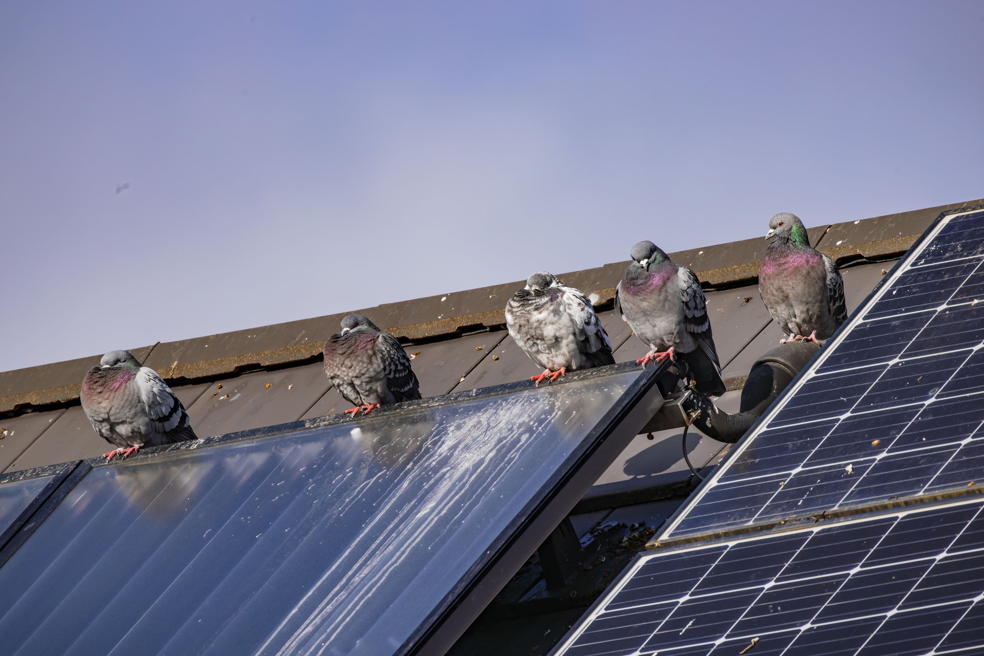 Pigeons perched on solar panels, leaving droppings that accumulate on the surface.