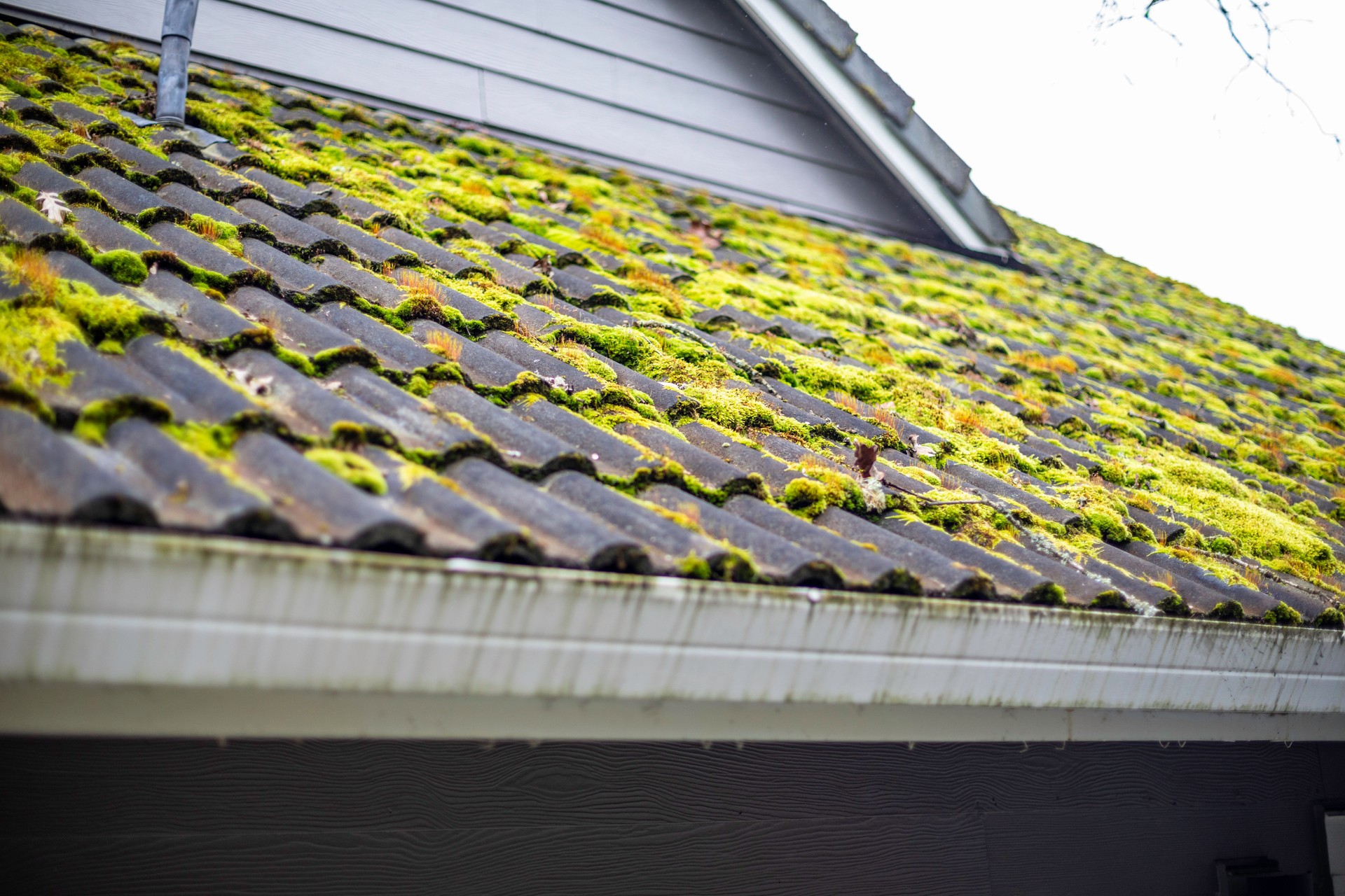 Close-up of moss growing on roof tiles, showing visible buildup and potential damage